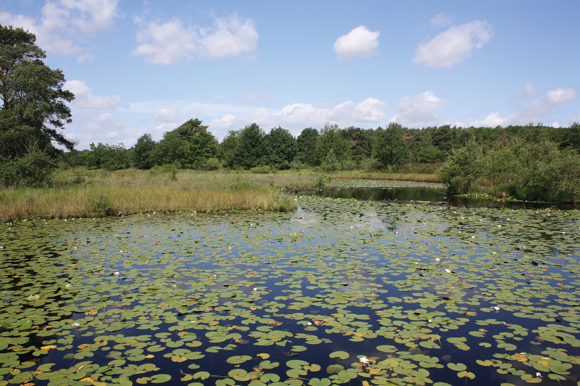 Meinweg foto Olaf Op den Kamp (1)